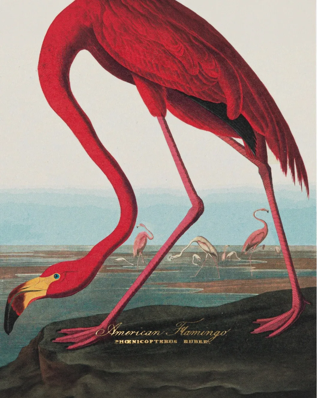 American Flamingo Matches - Image 2
